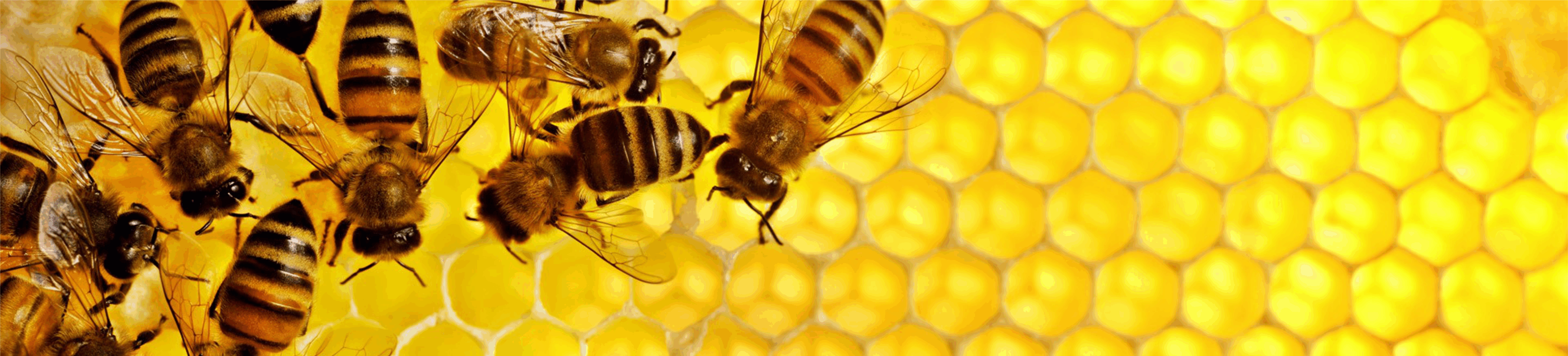 arı